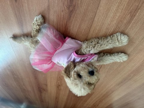 Dişi toy poodle yeni yuva arıyoruz