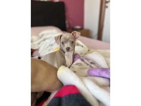 Şivava erkek 2 aylık chihuahua