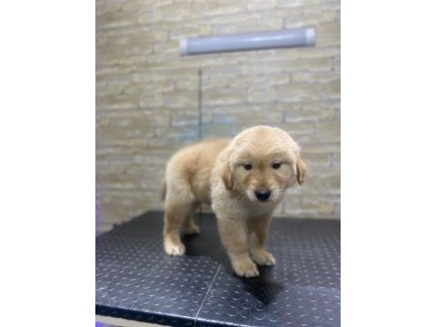 Koca kafa baby face macar golden retriever