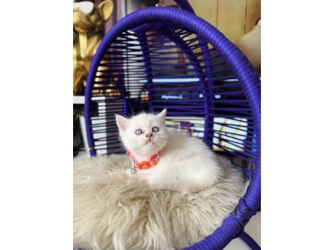 British shorthair blue point