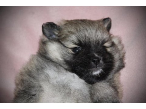 Safkan pomeranian bebekler