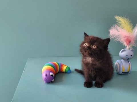 Veteriner gözetiminde harika british shorthair bebekler