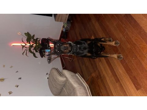 3 yaşında şecereli doberman