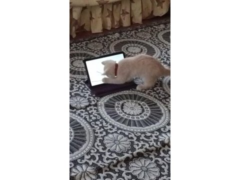 Yakışıklı british shorthair oğlumuz yeni yuvasını arıyor