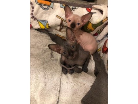 0 tüy colorful sphynx bebekler