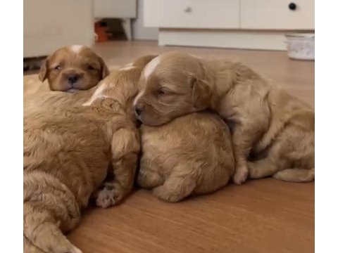 Cavapoo yavrular dişi ve erkek