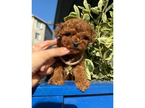 Toy poodle ırk ve sağlık garantili