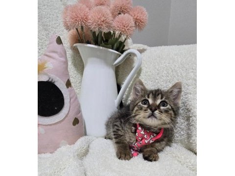 Kısa bacaklı topçik kafalı tiny tekir oğlum