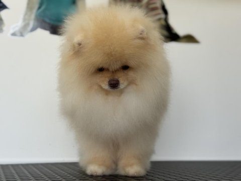 Petmode köpek çiftliğinde ziyarete açık pomeranian