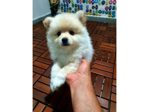 Bebek kendi pomeranian yavrularımız