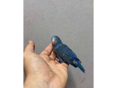 Forpus yavru papağanları gönderim var
