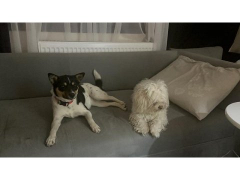 Aşırı oyuncu bebiş köpeğimiz