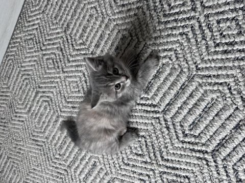 İki aylık british shorthair yeni sahiplerine hazır