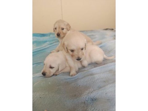Maltipoo kalite yavrular ırk sağlık garantili