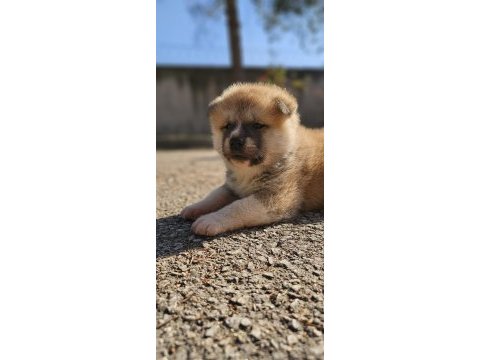 Japon akita inu 2 buçuk aylık yavrularımız mevcuttur