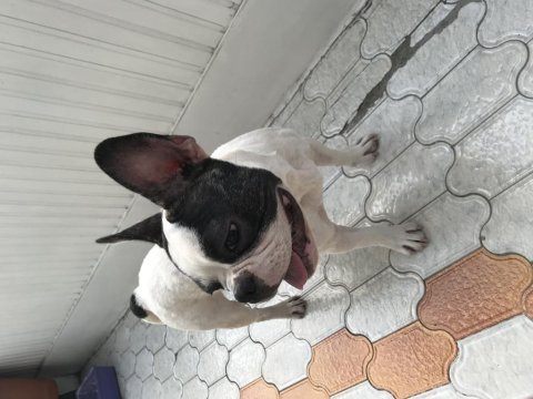 6 aylık french bulldog