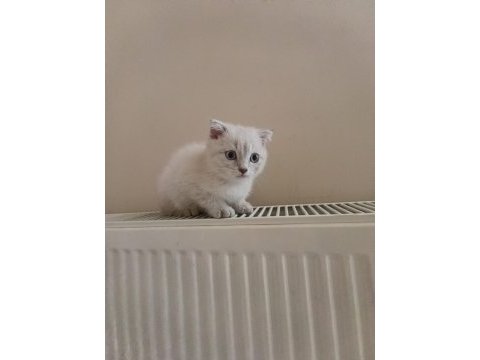 Safkan dişi ve erkek ayıcık surat kediler