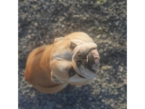Damızlık 16 aylık 3 dişi ve 1 erkek bulldog