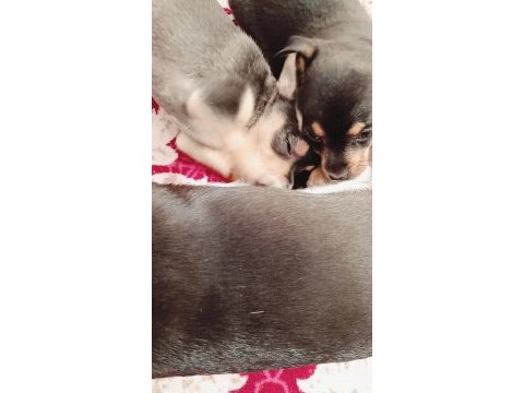 Orjinal pinscher yavruları