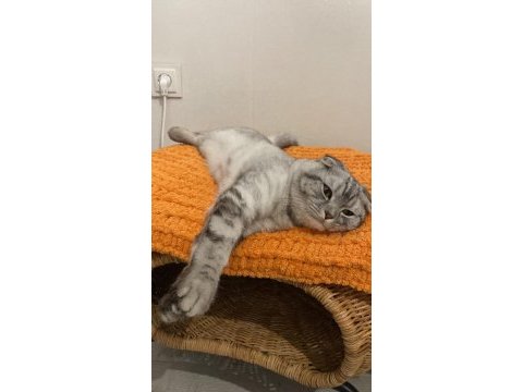 Scottish fold kedimizi sahiplendireceğiz