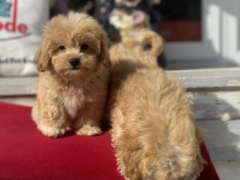 Show kalite ziyarete açık maltipoo yavrularımız