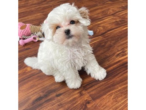 Her renk maltipoo eğitimli ve uygun