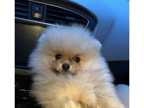 Pomeranian boo 4.5 aylık erkek gülen surat