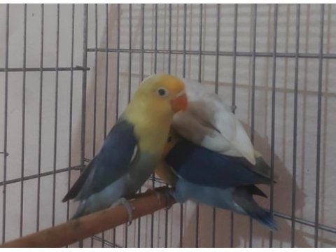 Yeme düşen bebek papağanlar