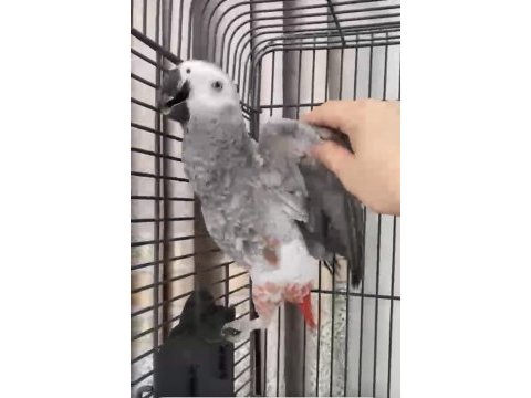 Yavru jako papağanı