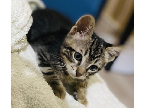 2,5 aylık erkek yavru kediye acil yuva arıyoruz