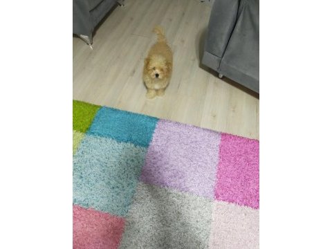 3 aylık erkek poodle