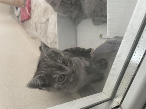 British shorthair sevimli yavru