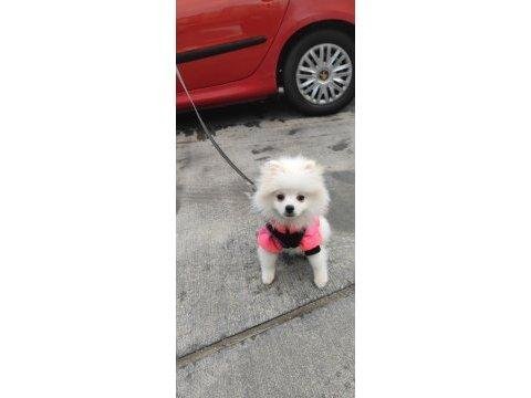 Damızlık pomeranian dişi eğitimli 10 aylık