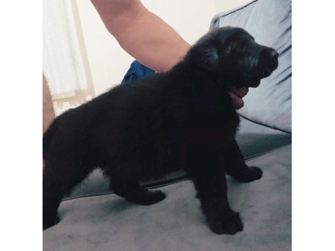 Alman kurdu şecereli yavrular eğitmenden