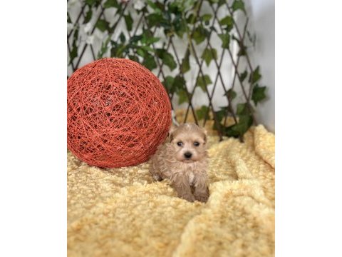 Sevimli dost canlısı maltipoo yavrular