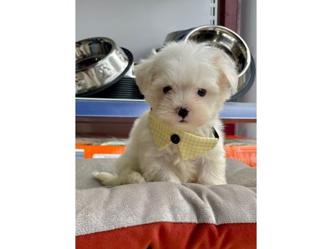 2 aylık maltese terrier yavruları