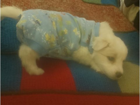 Maltese terrier 2 aylık