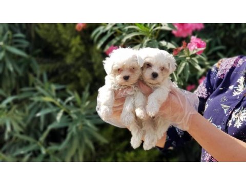 Maltese terrier yavru
