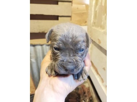 Yavru cane corso
