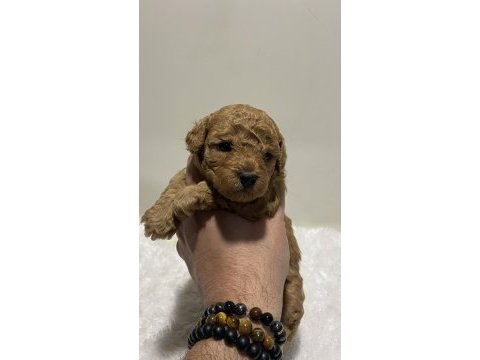 Tarçın renk ırk garantili dişi erkek poodle yavrular