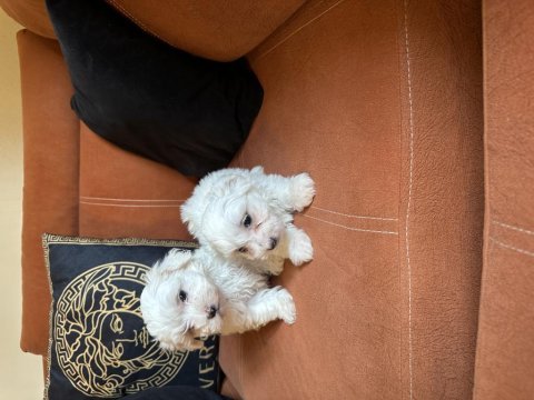 Maltese terrier bebekler! gaziantep!