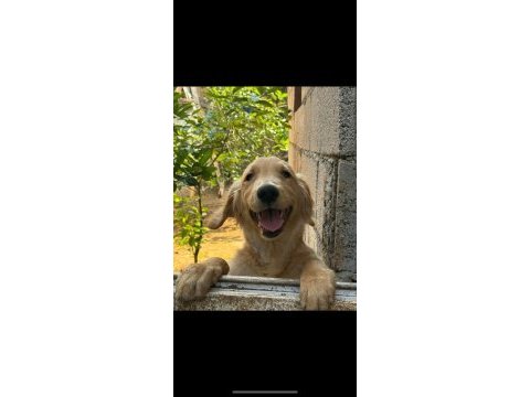 Golden retriever köpeğimiz
