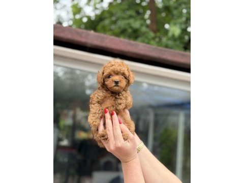 Kore red toy poodle