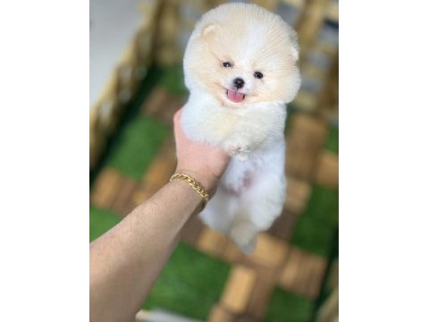 Tecup pomeranian boo yavrular