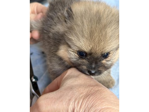 Pomeranian teddy bear mini teacup dişi