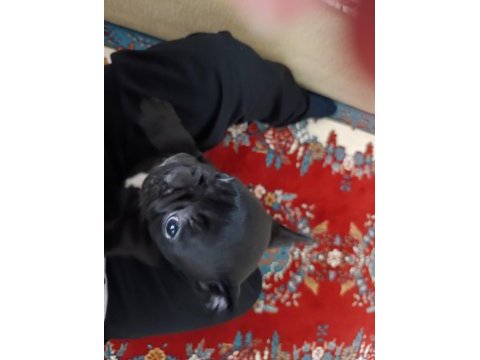 Çok sevimli bir köpektir