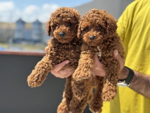 Ankaranın en kaliteli toy poodle yavruları