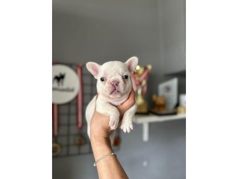 Lilac tan platinium dişi yavru french bulldog