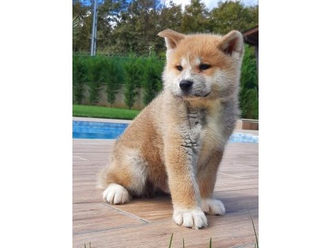 Japon akita ınu yavrulari istanbul 