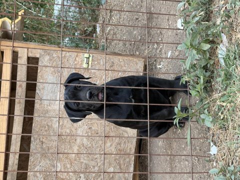 3.5 aylık safkan cane corso a kalite